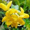 flower26
