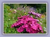 Wildflowers near Puerto Murta
