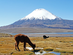 Altiplano of Chile