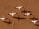 Flamingoes near San Pedro de Atacama