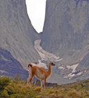 A Guanaco in front of Torres del Paine