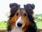 Kylie, our Mascott