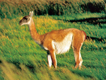 Wildlife